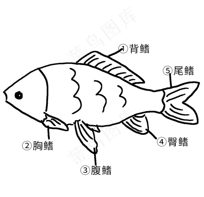 鱼部位名称图 卡通动物插画图片psd模版下载