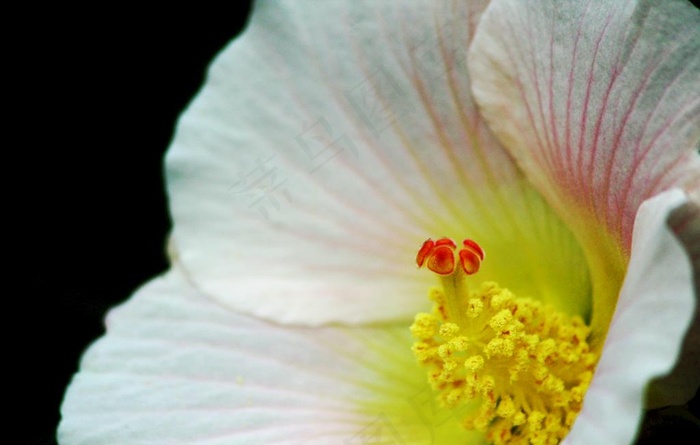 芙蓉花图片