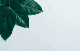 树叶背景图片