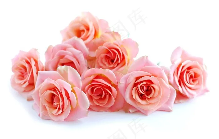 粉色玫瑰花图片