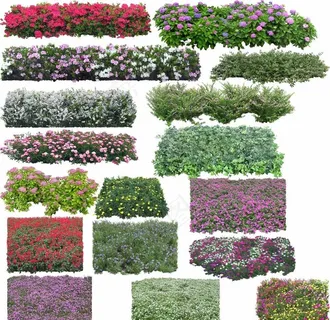 后期花草素材图片