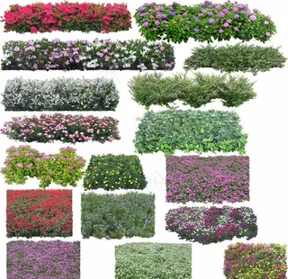 后期花草素材图片