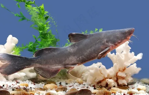 鮰鱼图片， 江团