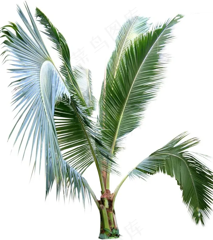 棕榈树图片psd模版下载