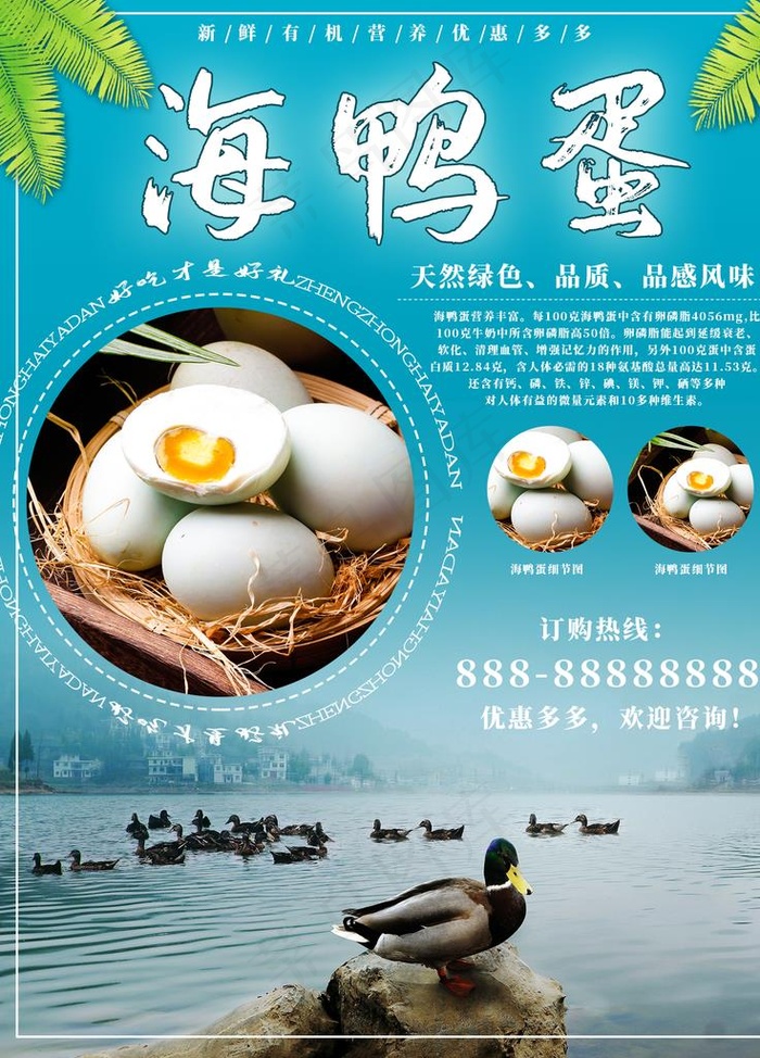 海鸭蛋图片(1701X2268(DPI:72))psd模版下载