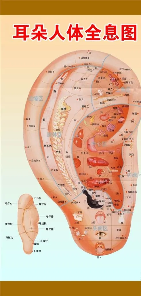 耳穴位图片ai矢量模版下载