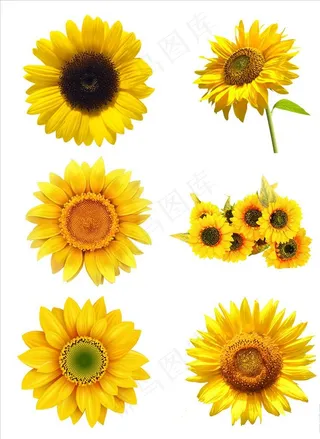 向日葵图片