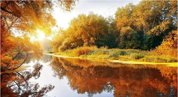 枫叶图片 枫叶图片