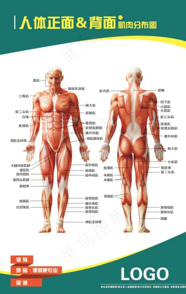 肌肉图图片psd模版下载