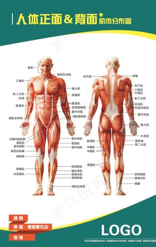 肌肉图图片