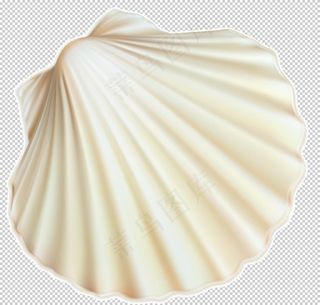贝壳图片
