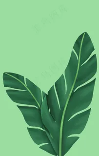 花叶图片 花叶图片