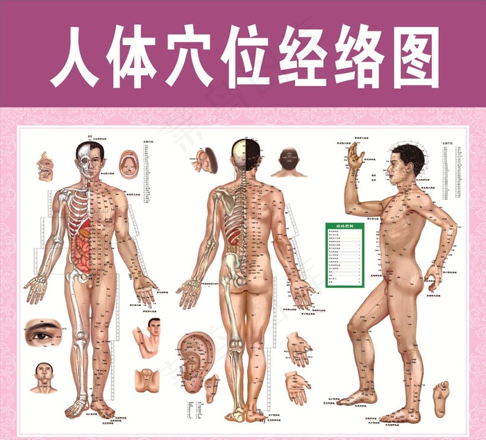 人体穴位经络图图片(210X297)cdr矢量模版下载