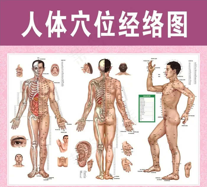 人体穴位经络图图片(210X297)cdr矢量模版下载