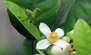 化州化橘红果树花图片