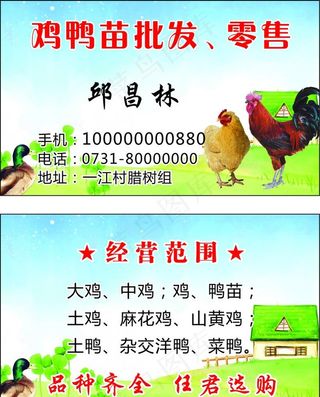 鸡鸭名片图片