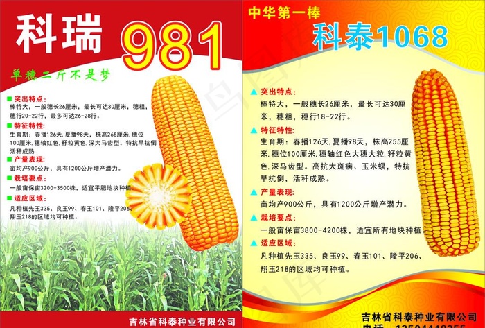 科瑞玉米图片cdr矢量模版下载