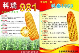 科瑞玉米图片