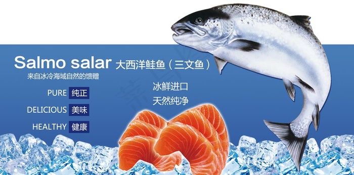 三文鱼图片