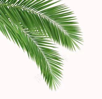 绿叶图片 绿叶图片