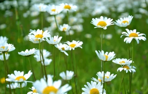 小雏菊图片 小雏菊图片