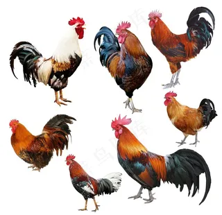 公鸡图片
