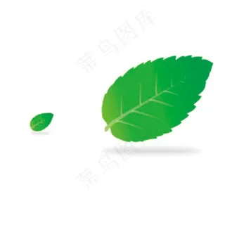 薄荷叶图片 薄荷叶图片