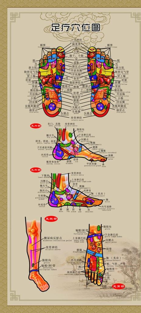 足底穴位图片cdr矢量模版下载
