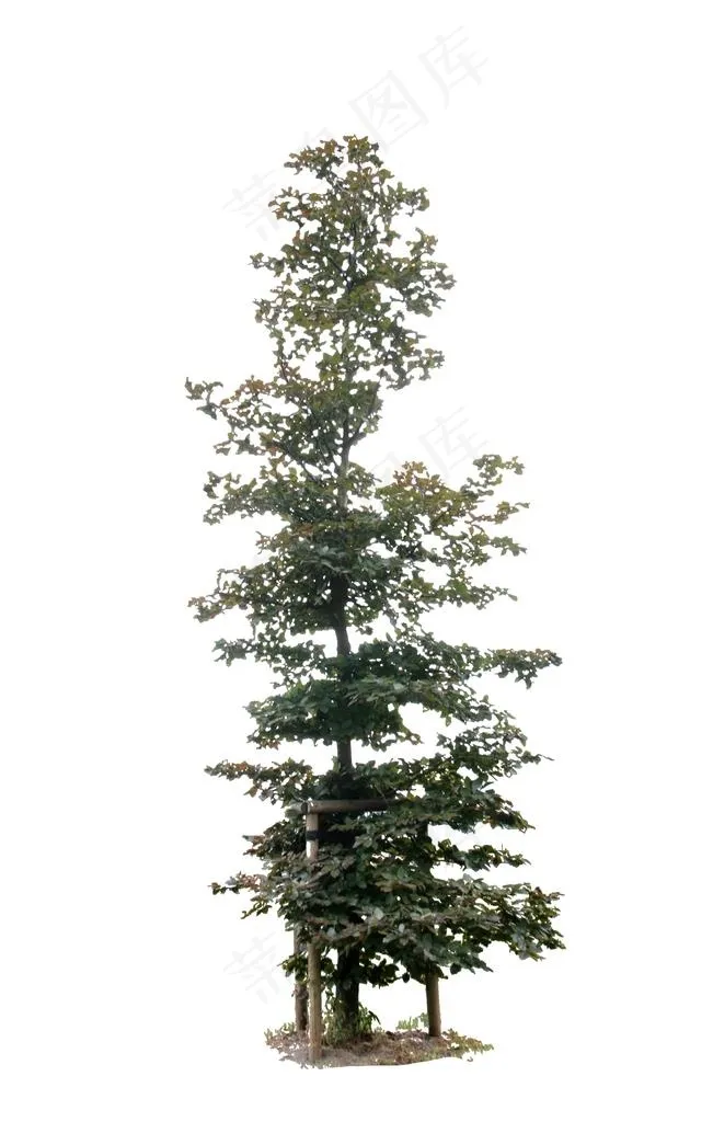 树木图片psd模版下载