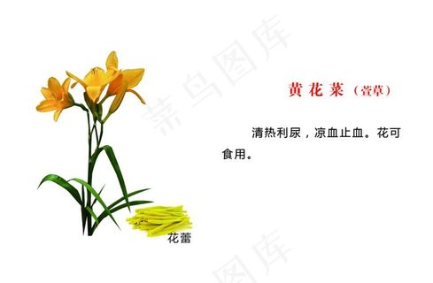 大兴安岭野生黄花菜图片