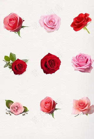 玫瑰花素材图片
