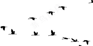 矢量大雁小鸟图片