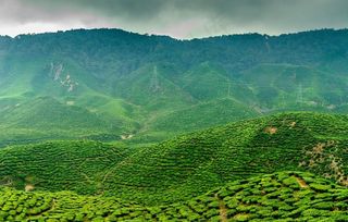 绿色的茶山风景图片