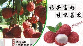 桂味荔枝贴纸图片