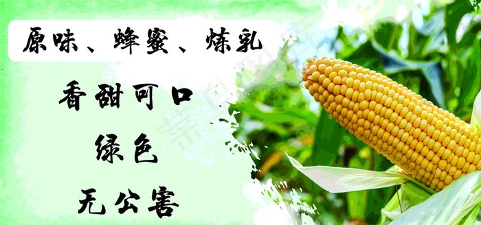 玉米图片
