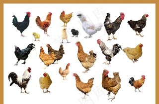 鸡图片