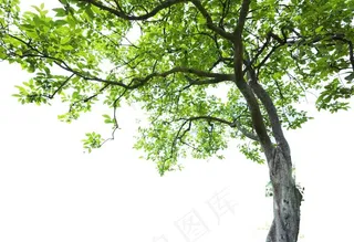 免扣大树图片