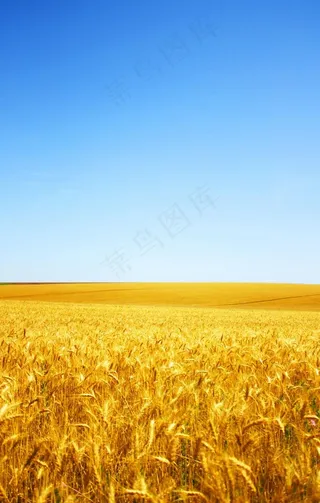 麦田图片