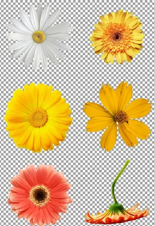 盛开的菊花图片