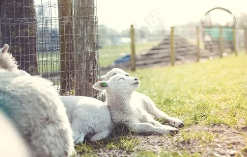 绵羊图片