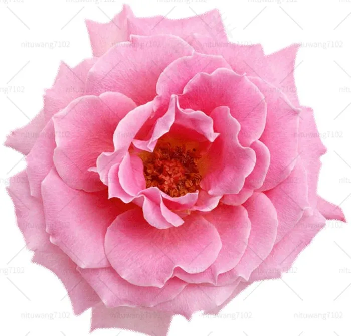 牡丹花图片psd模版下载