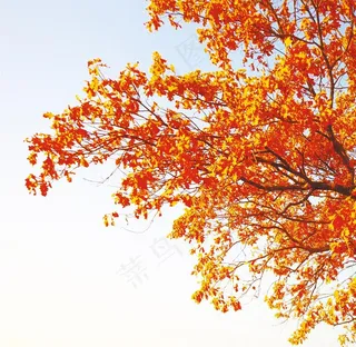 秋枫图片