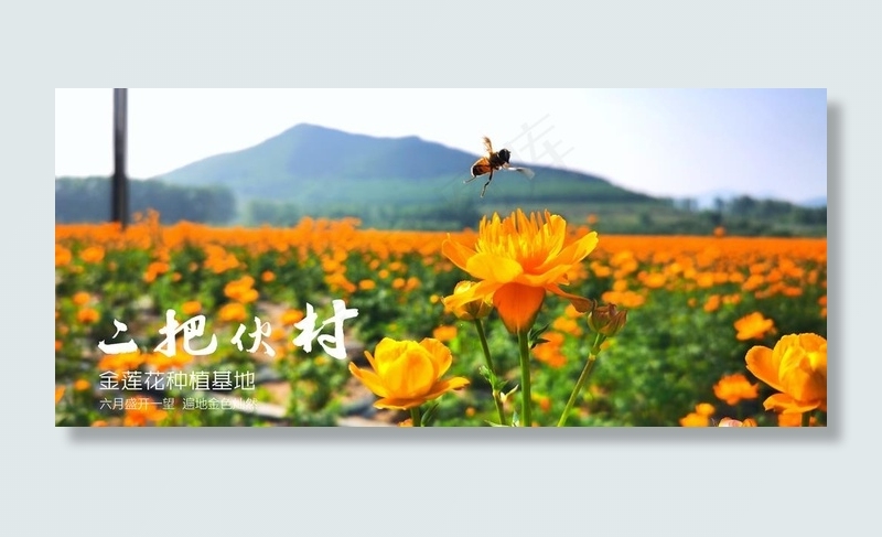金莲花美景图六月遍地金黄 花卉图片(3648X1712(DPI:72))psd模版下载