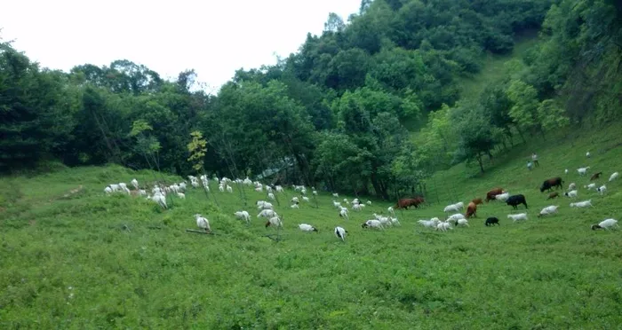 羊羊图片