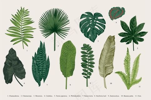矢量植物图片
