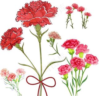 手绘康乃馨图片
