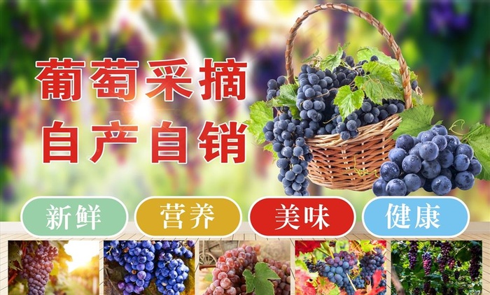 葡萄图片cdr矢量模版下载