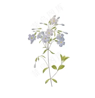 花图片 花图片