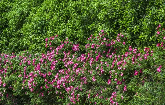 蔷薇花丛图片