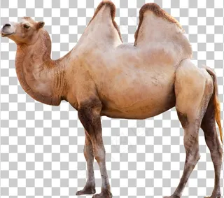骆驼图片